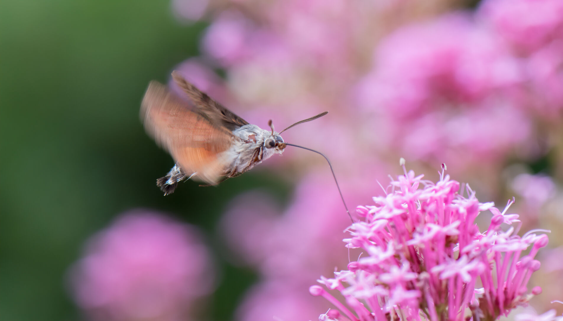 Master Gardeners of Napa County: A new flower in a Napa garden